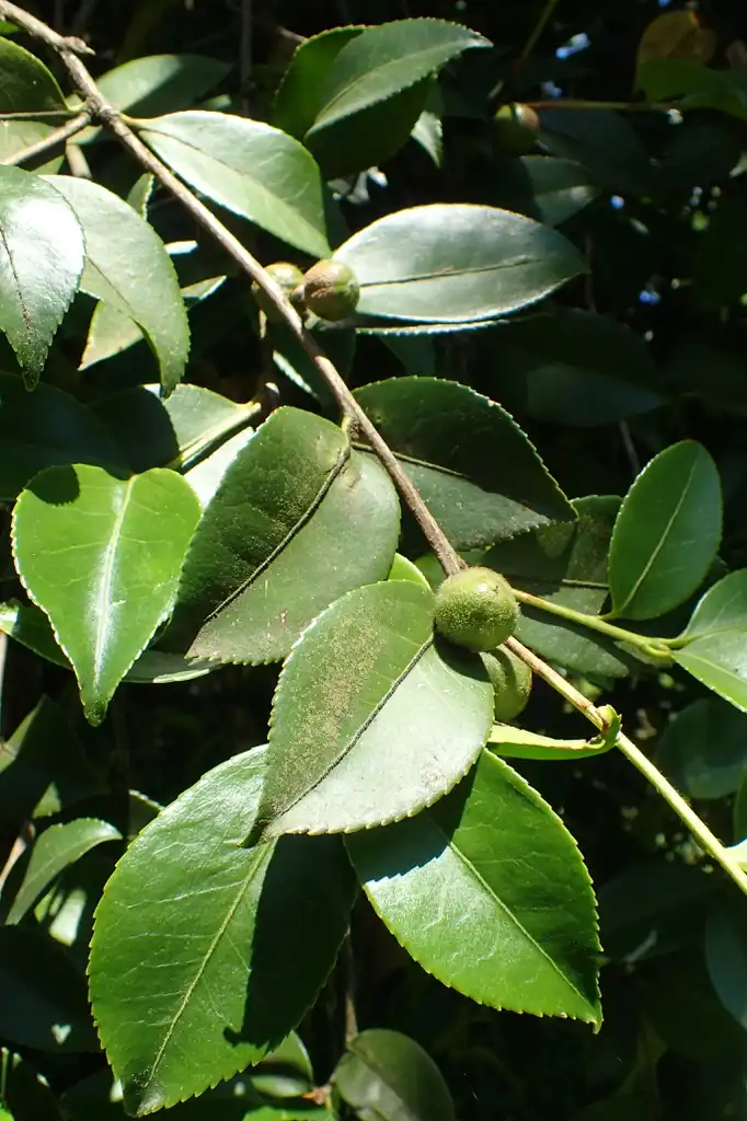 Фото Camellia oleifera - Leaves:Krzysztof Ziarnek, Kenraiz