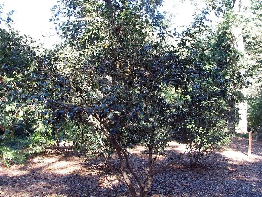 Фото Camellia oleifera - Full form:David J. Stang