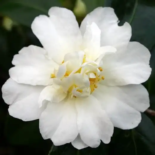 Фото Camellia 'Polar Ice' (Camellia 'Polar Ice's)