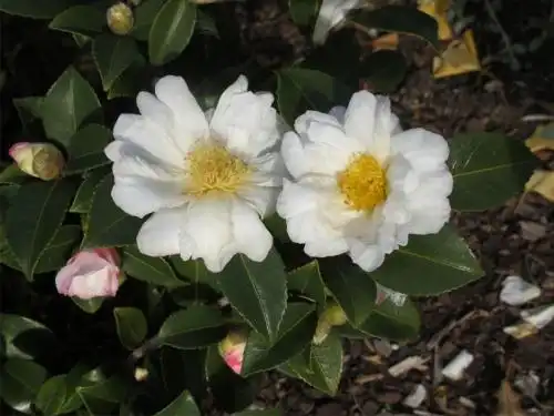 Фото Camellia 'Polar Ice' (Camellia 'Polar Ice's)