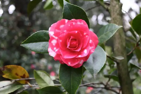 Фото Camellia reticulata (Camellia reticulatas)
