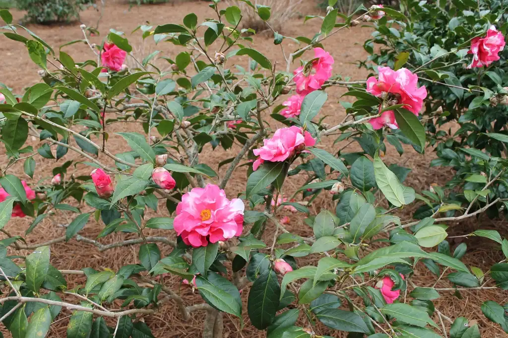 Фото Camellia reticulata (Camellia reticulatas)