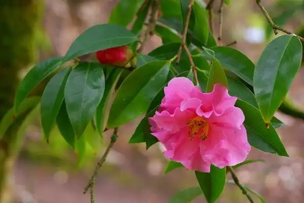 Фото Camellia reticulata - Camellia-x -reticulata:Eric Hunt