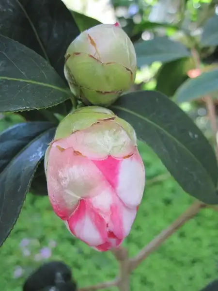 Фото Camellia reticulata - Camellia-x -reticulata:Michelle A.