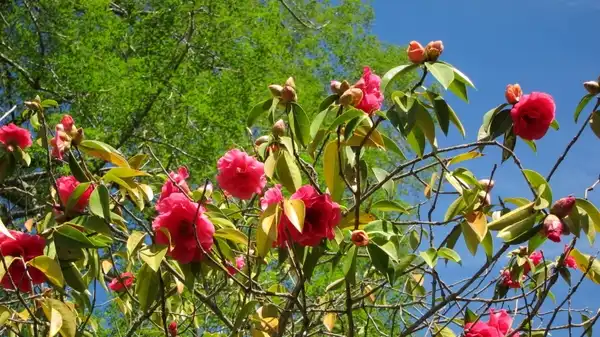 Фото Camellia reticulata - Camellia reticulata - Whole Plant:By 150319_400_Berkley-UCBGB