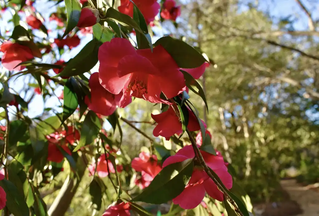 Фото Camellia reticulata - ‘Crimson Candles’ Flower Close-up (Wake County, NC)-Early Spring:Cathy Dewitt