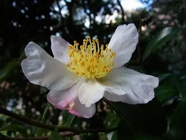 Foto de Camellia sasanqua (Camellia sasanquas)