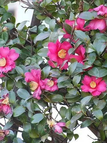 Foto de Camellia sasanqua (Camellia sasanquas)