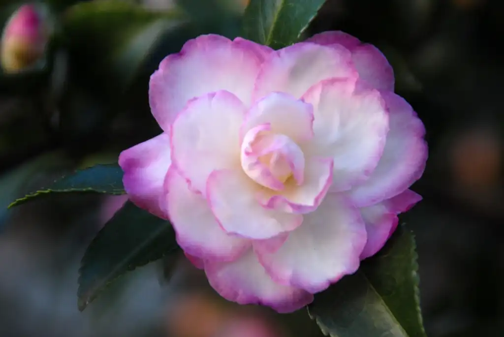 Foto de Camellia sasanqua - 'Leslie Ann' Flower:Jim Robbins