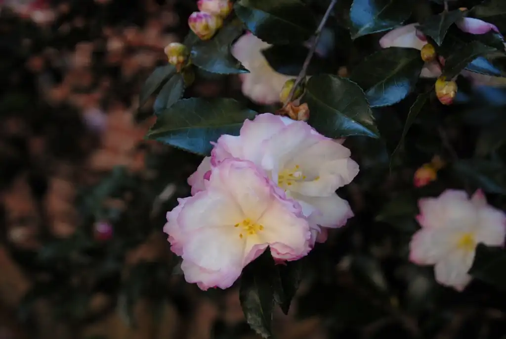 Foto de Camellia sasanqua - 'Leslie Ann' Flower and Leaves:Jim Robbins