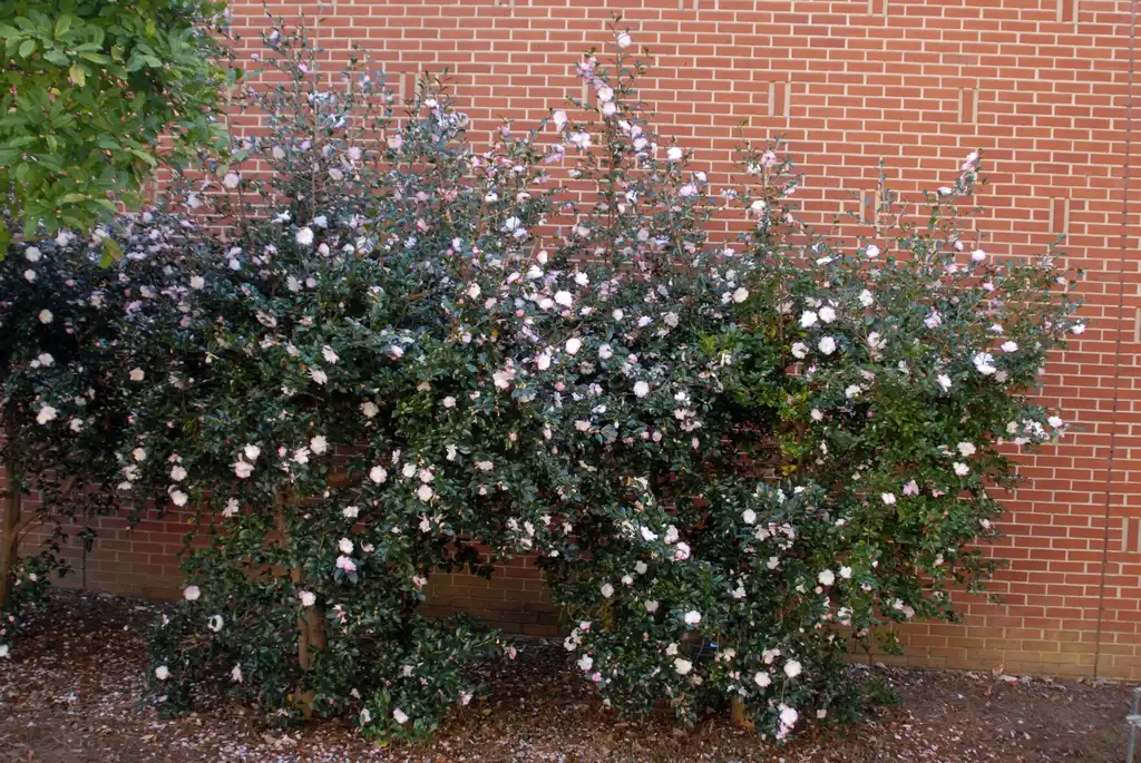 Foto de Camellia sasanqua - 'Leslie Ann' Flower Form:Jim Robbins