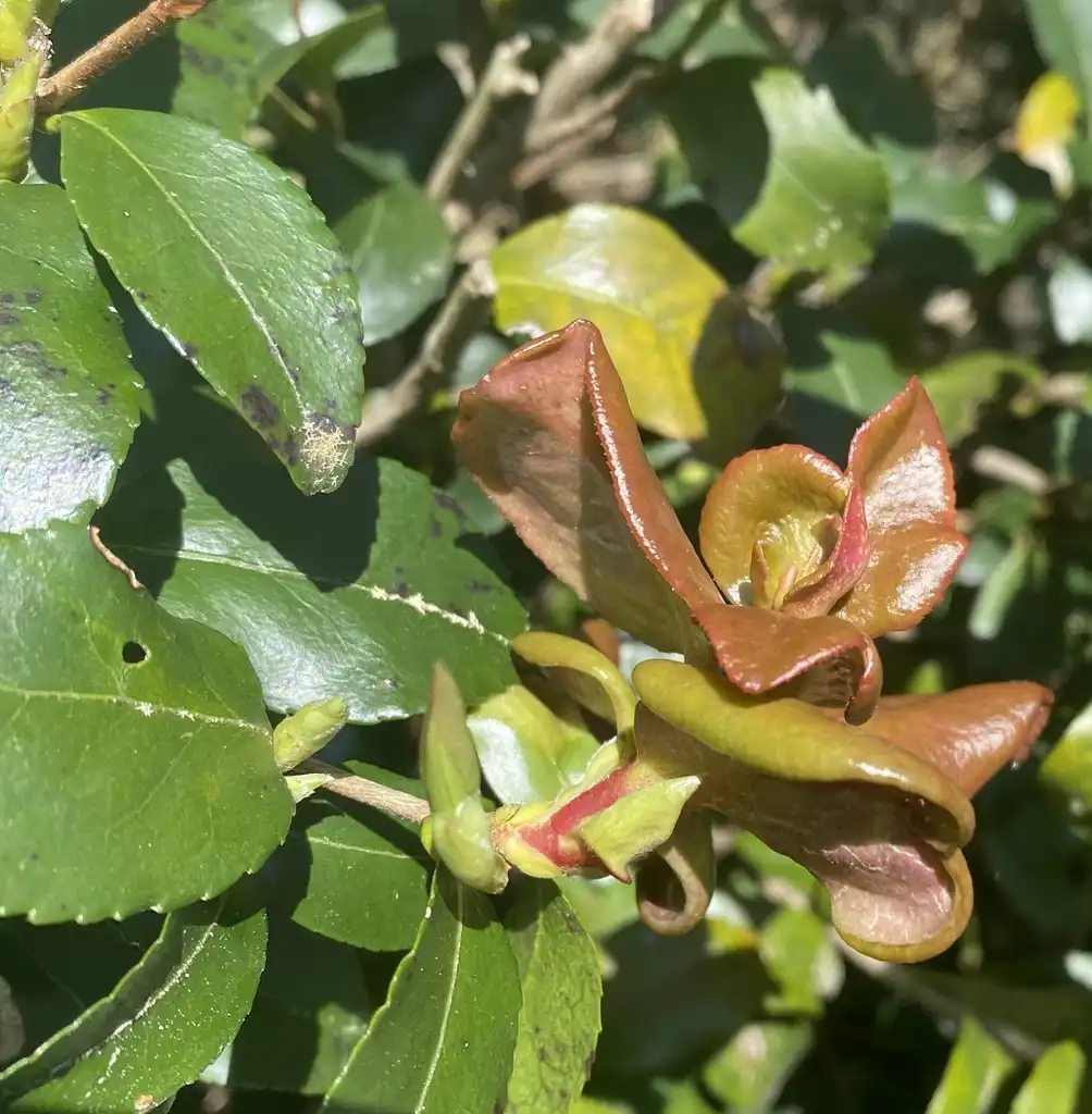 Foto de Camellia sasanqua - Leaf Gall (Pitt County,NC):Cynthia Lauderdale