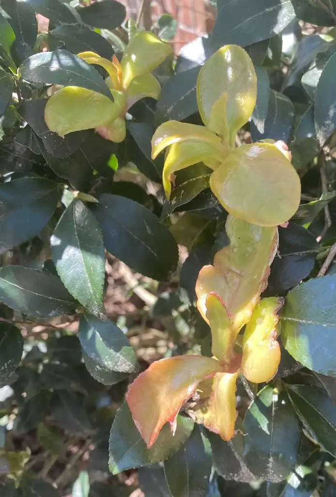 Foto de Camellia sasanqua - Leaf Gall and Leaves (Pitt County,NC):Cynthia Lauderdale