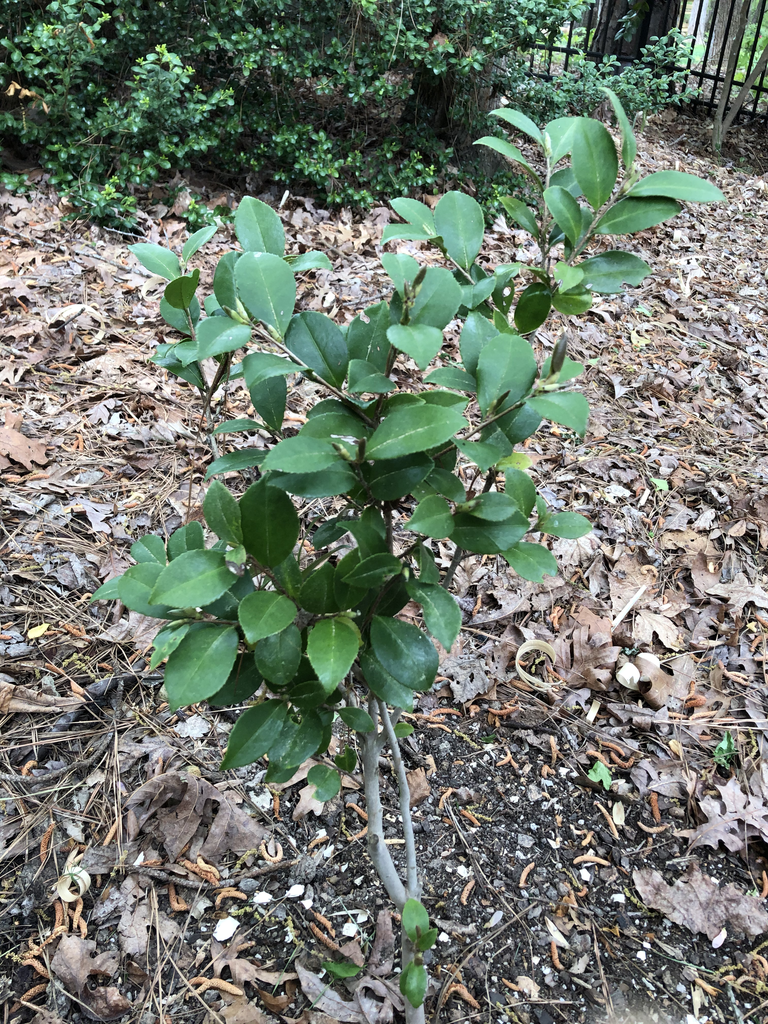 Foto de Camellia sasanqua - 'Yuletide' Full Form (Durham County,NC)-Spring:Andrea Laine