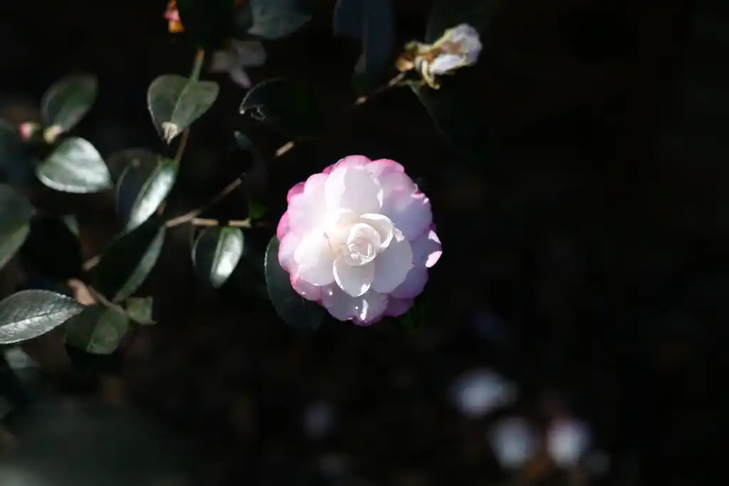 Foto de Camellia sasanqua - Flower Close-up (Cabarrus County, NC):Hope Duckworth