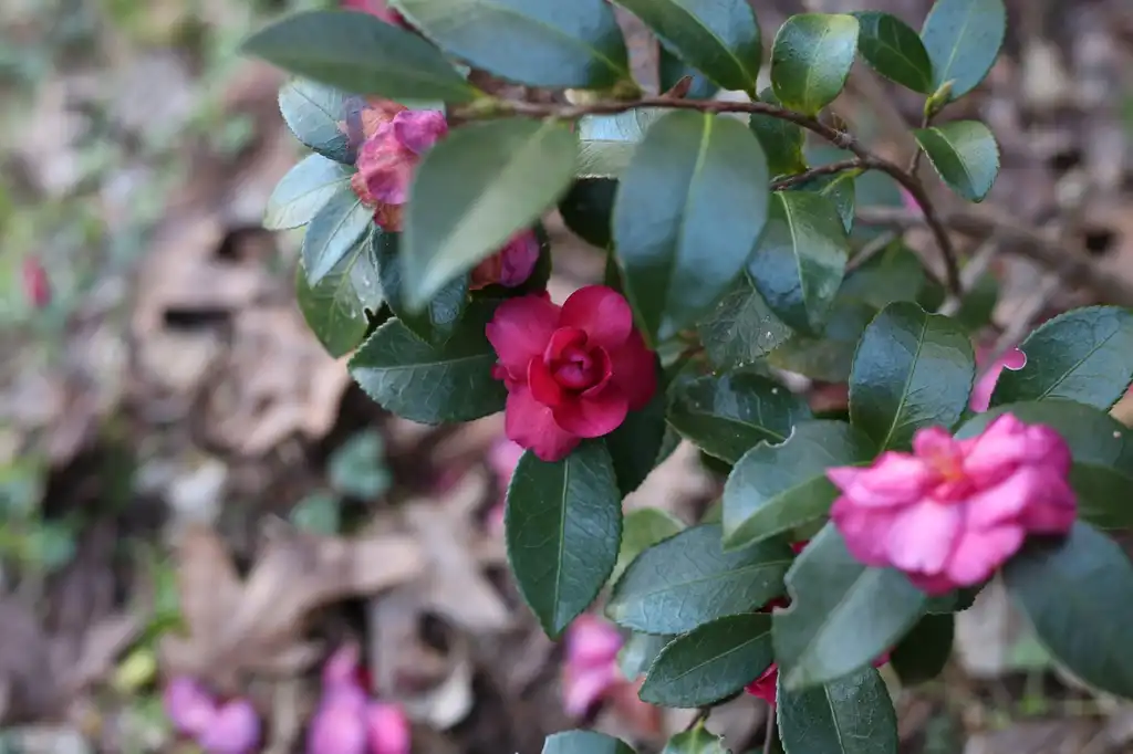 Foto de Camellia sasanqua - Flower Close-up (Cabarrus County, NC):Hope Duckworth