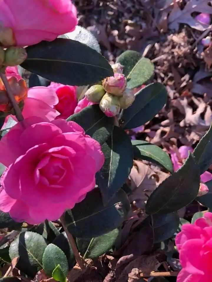 Foto de Camellia sasanqua - 'Fall Fantasy' Flowers and bud (Warren County, NC)-Fall:Cathy Dewitt