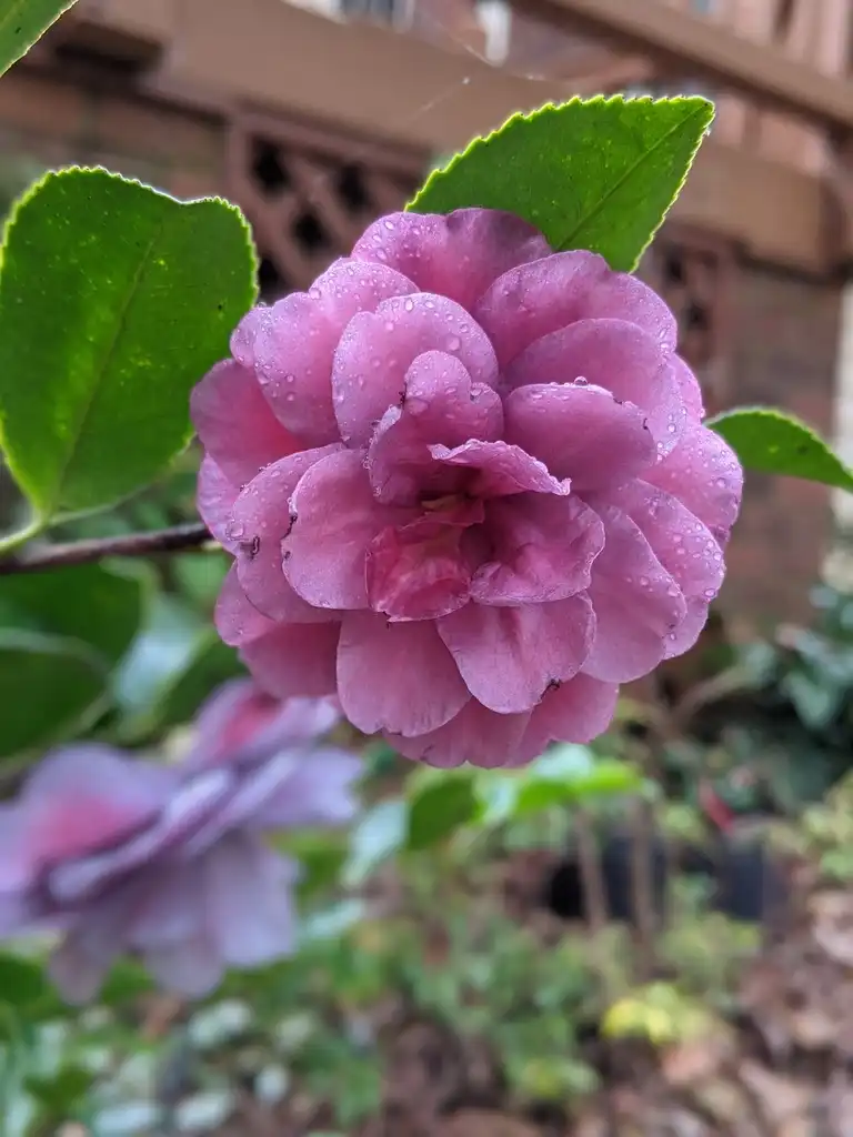 Foto de Camellia sasanqua - 'Green's Blues' Flower (Cabarrus County, NC)-Late fall:Hope Duckworth