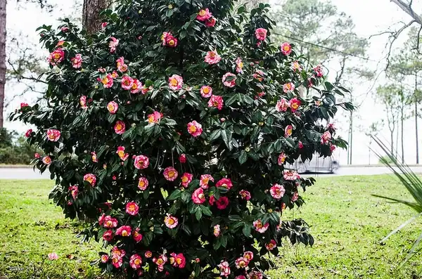 Foto de Camellia sasanqua - Whole plant:J Karie Nousiainen