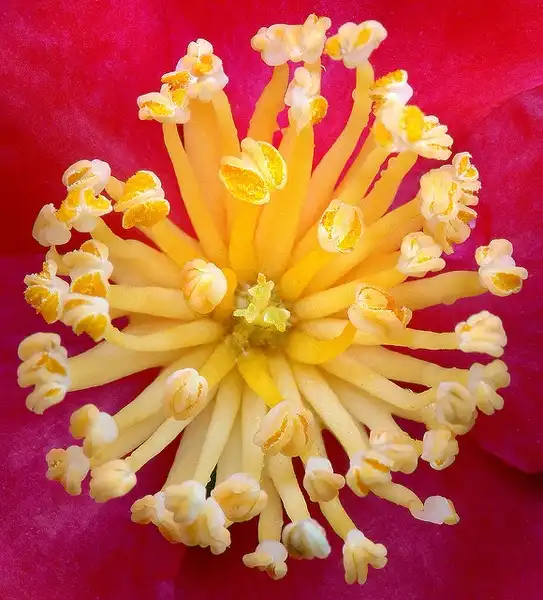 Foto de Camellia sasanqua - Stamens:James Gaither