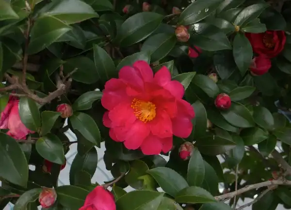 Foto de Camellia sasanqua - Camellia sasanqua - Leaf and Flower:Tatsuo_Iwata