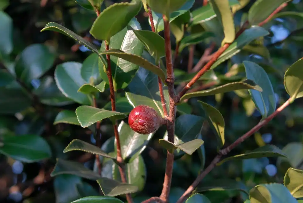 Foto de Camellia sasanqua - Fruit and Leaf:Jim Robbins