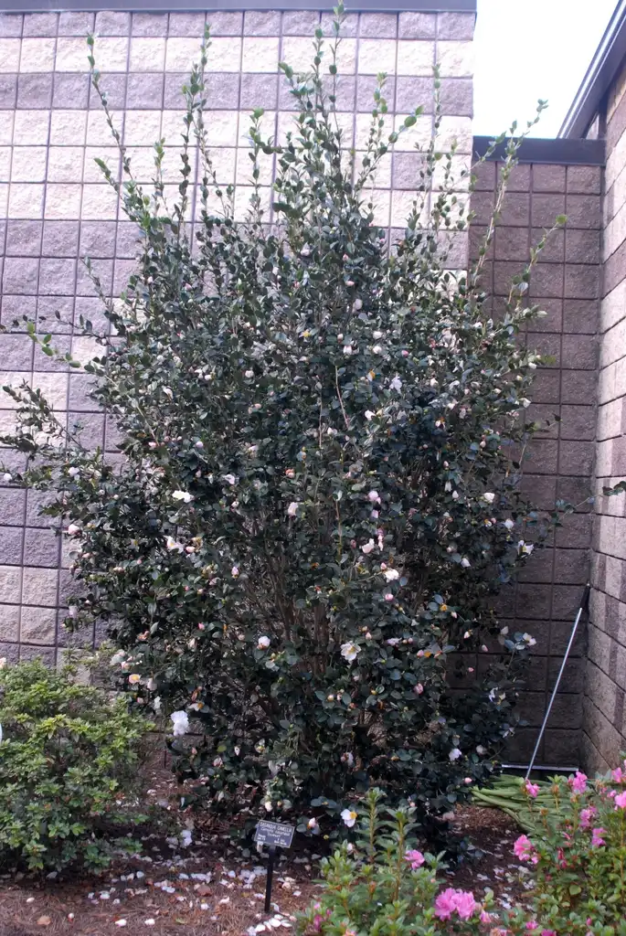 Foto de Camellia sasanqua - 'Daydream' Flower Form:Jim Robbins