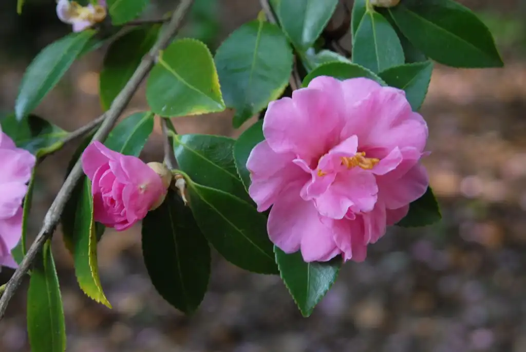 Foto de Camellia sasanqua - 'Showa No Sakae' Flower:Jim Robbins