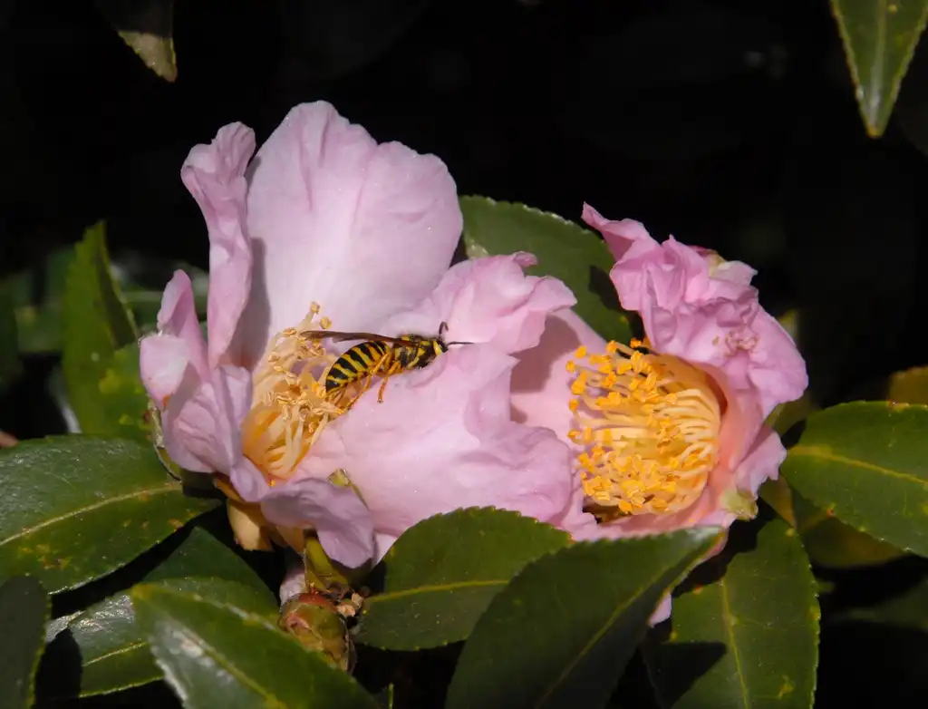 Foto de Camellia sasanqua - Flower Close-up:Jim Robbins