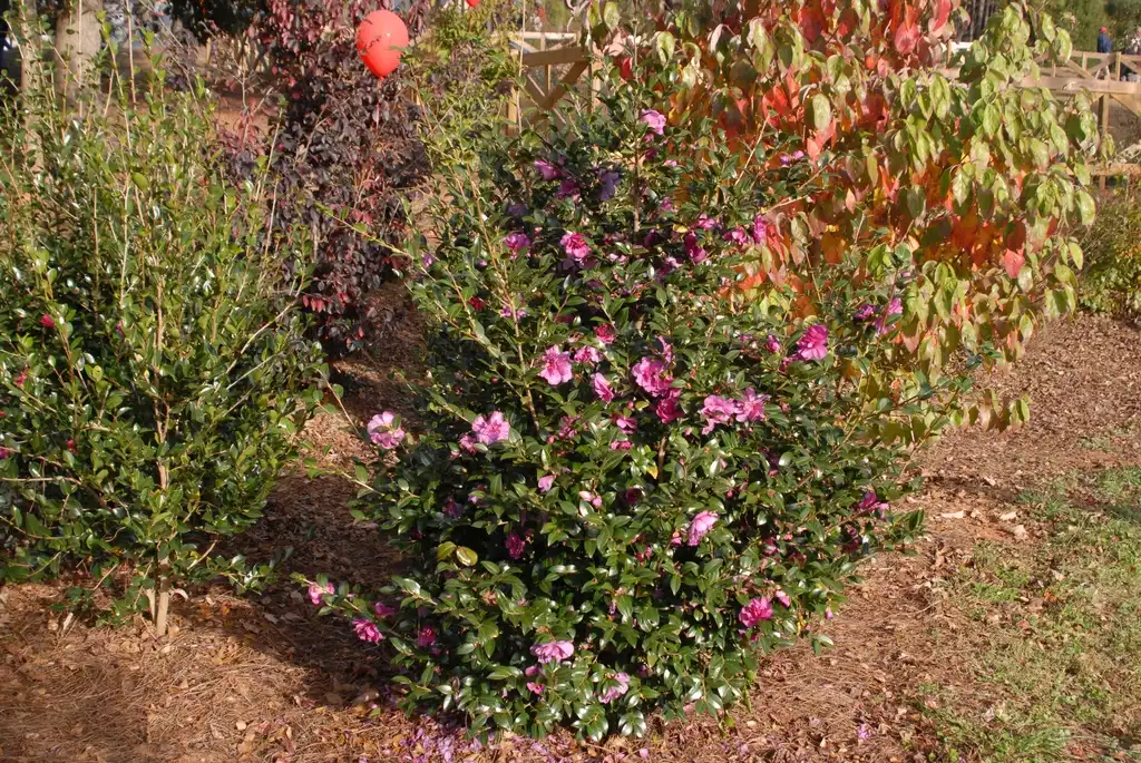 Foto de Camellia sasanqua - Flower Form:Jim Robbins