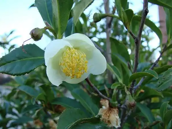 Photo of Camellia sinensis (Camellia sinensiss)