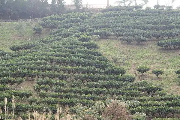 Photo of Camellia sinensis (Camellia sinensiss)