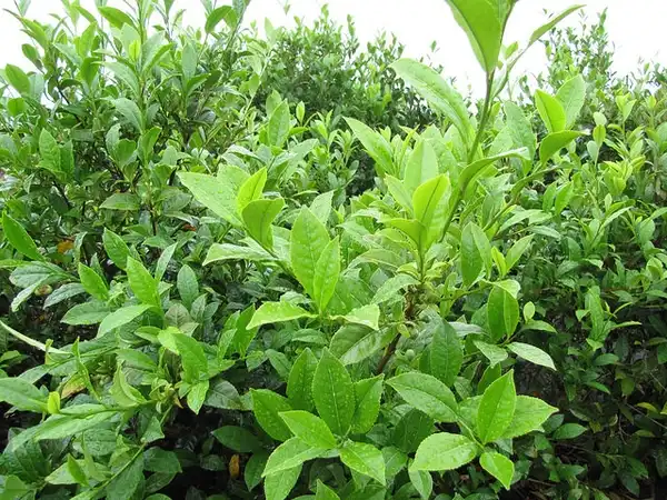 Photo of Camellia sinensis - Camellia sinensis growth habit:Photo by Forest and Kim Starr