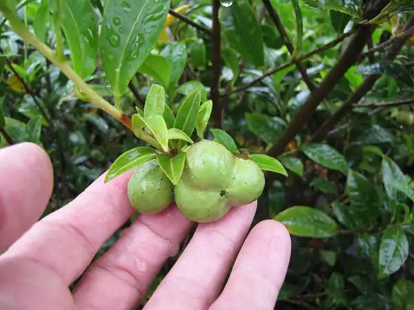 Photo of Camellia sinensis - Camellia sinensis fruit:Photo by Forest and Kim Starr