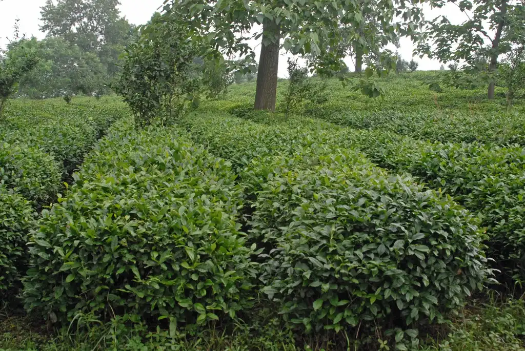 Photo of Camellia sinensis - Plantation:Jim Robbins