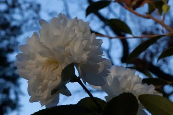 Photo of Camellia 'Snow Flurry' (Camellia 'Snow Flurry's)