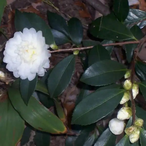 Photo of Camellia 'Snow Flurry' (Camellia 'Snow Flurry's)