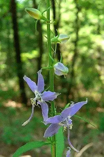 Фото Campanula americana (Campanula americanas)