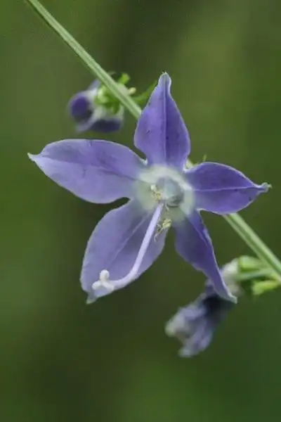 Фото Campanula americana (Campanula americanas)