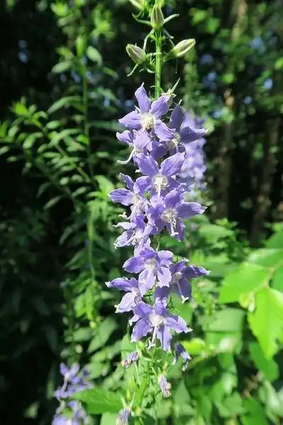 Фото Campanula americana - Growth habit:Kristine Paulus