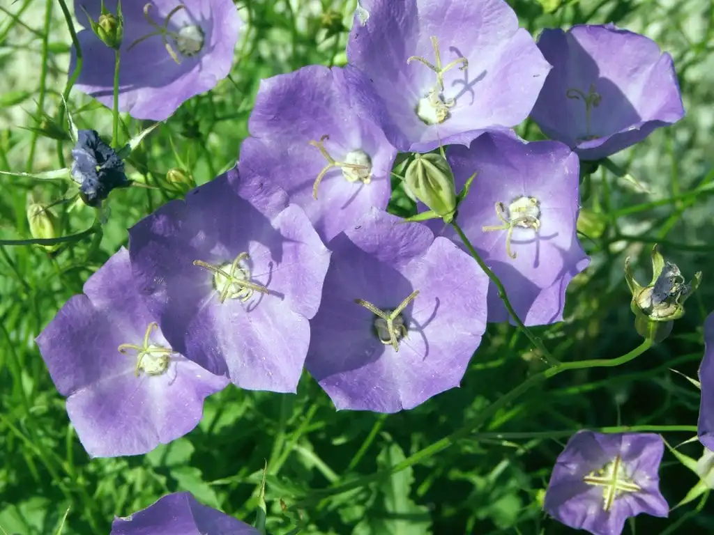 Photo of Campanula carpatica (Campanula carpaticas)