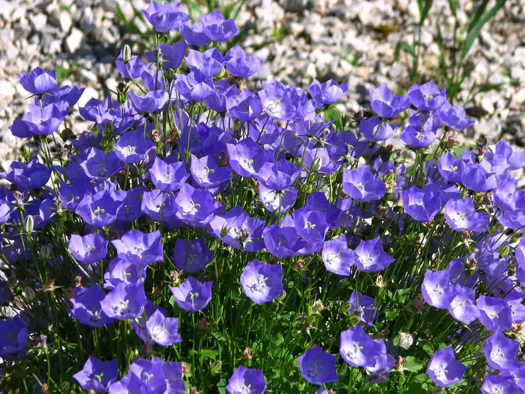 Photo of Campanula carpatica (Campanula carpaticas)
