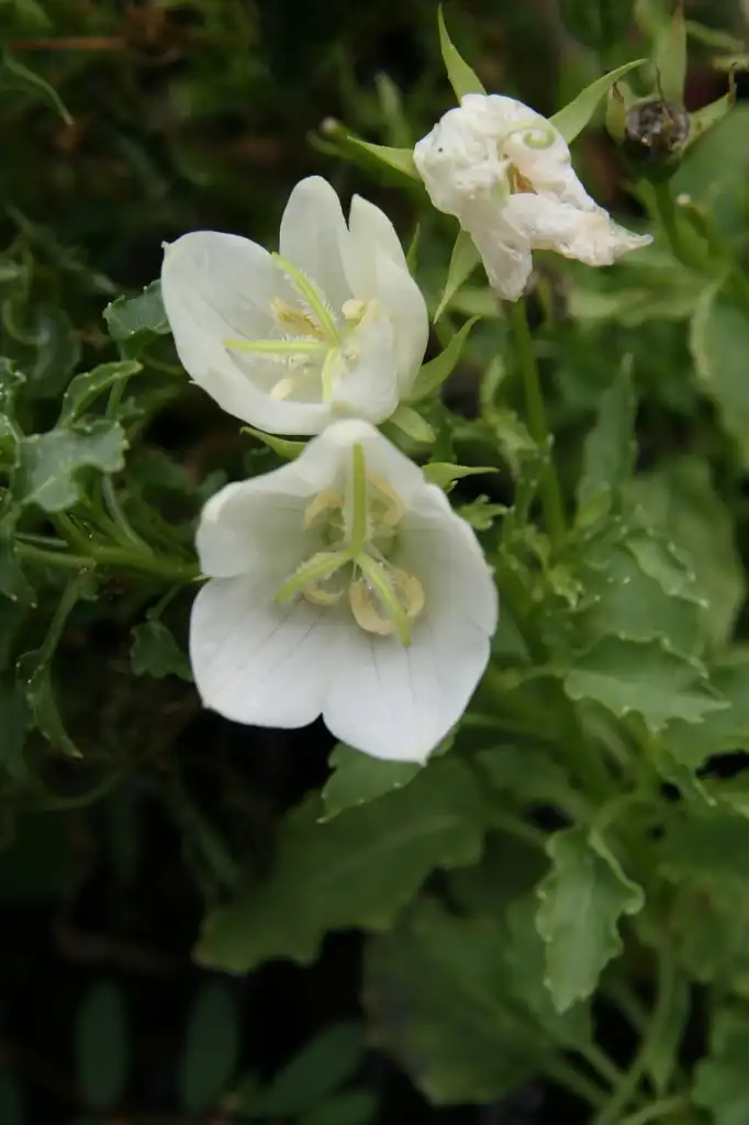 Photo of Campanula carpatica - White flower:David J. Stang