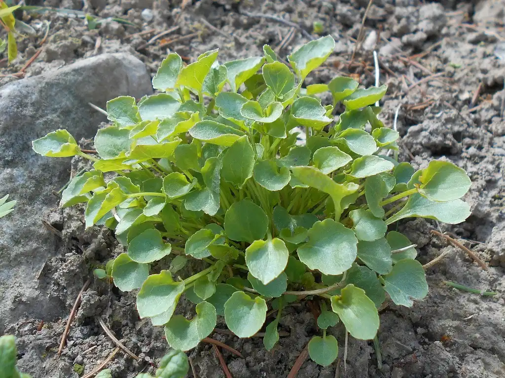 Photo of Campanula carpatica - Leaves:Salicyna