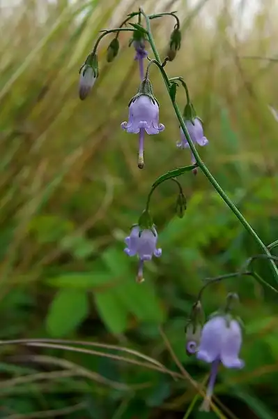Foto de Campanula divaricata (Campanula divaricatas)