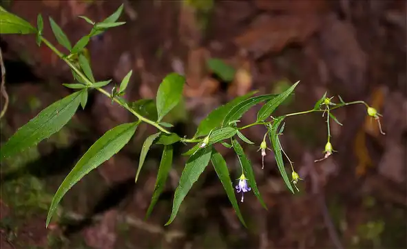 Foto de Campanula divaricata (Campanula divaricatas)