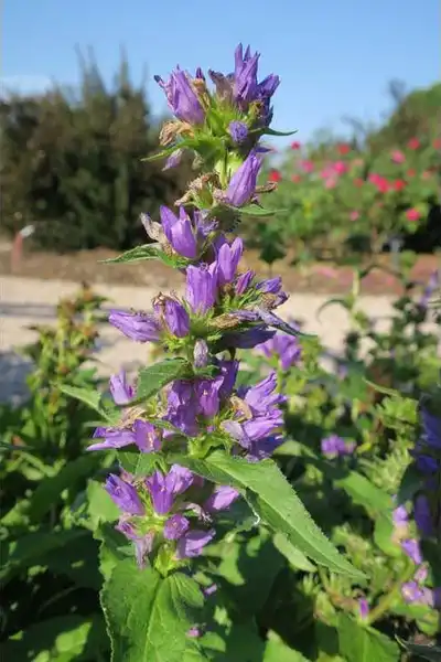 Foto de Campanula glomerata (Campanula glomeratas)