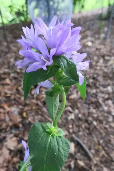 Foto de Campanula glomerata (Campanula glomeratas)
