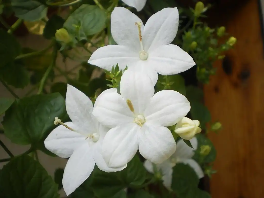 Фото Campanula isophylla (Campanula isophyllas)