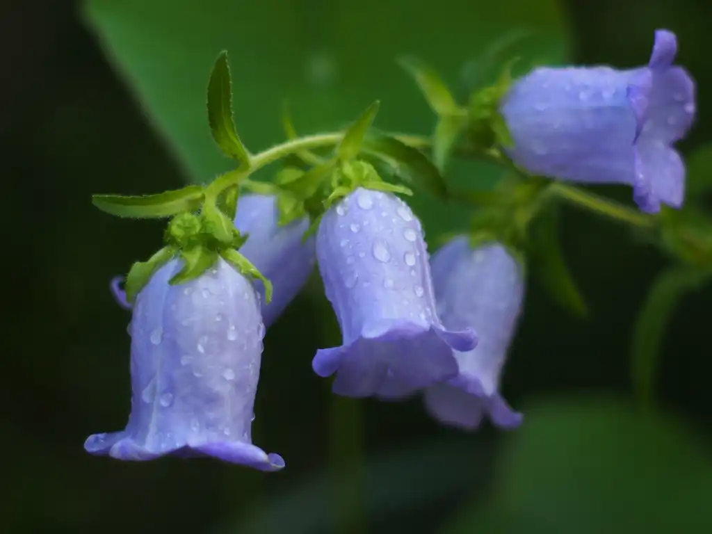 Photo of Campanula medium (Campanula mediums)